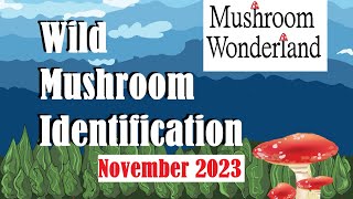 Wild Mushroom Identification Walk- Early November 2023