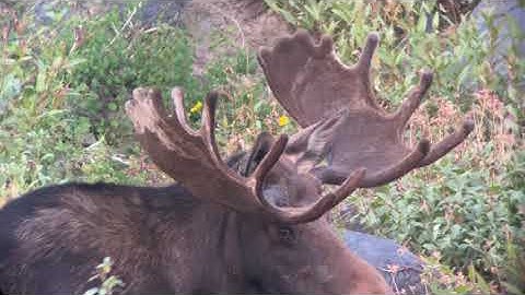 Phone Skope iPhone 11 Pro Example Digiscoping Footage | Martin Chagnovich