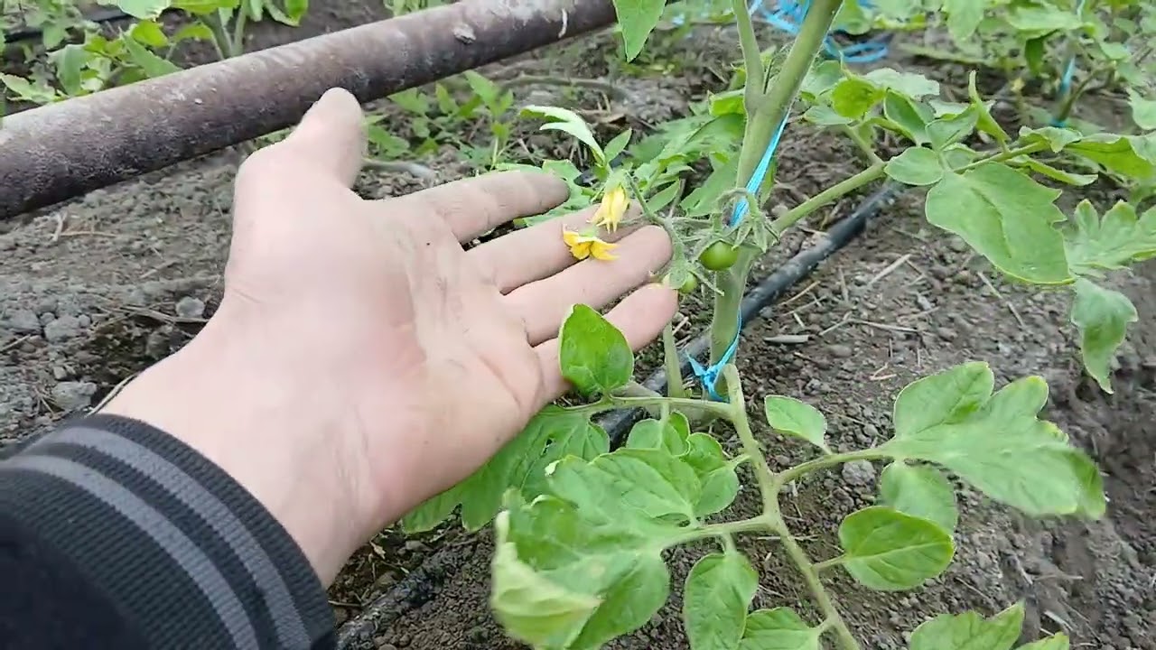 QOQONDA 7 KUNDA BIR QUYOSH CHIQTI 