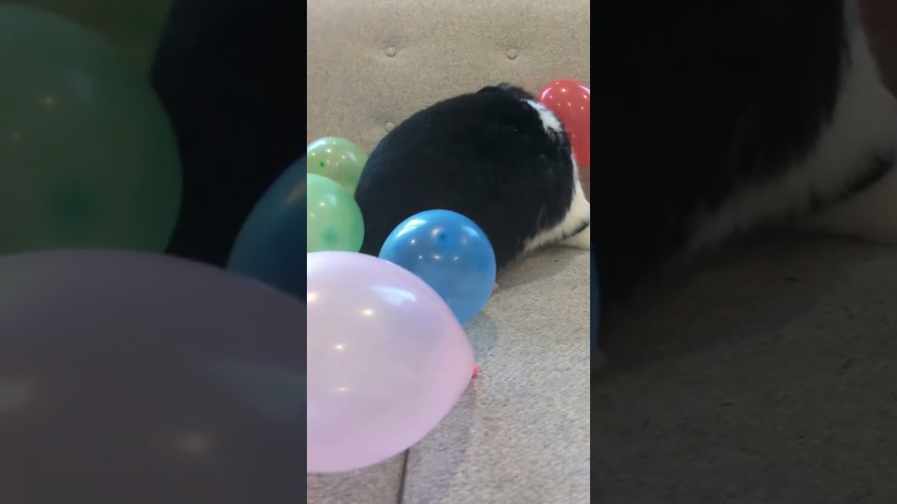 giving Oreo a balloon 