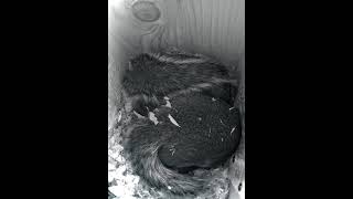 Sleeping squirrels, cute