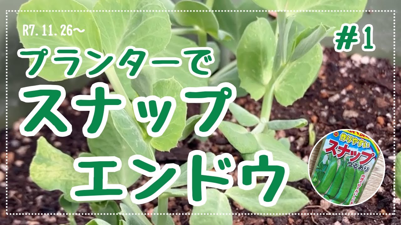 【まだ1月なのに開花目前？！】スナップエンドウを種から育ててみた#1