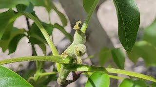 267- Bursa, M.kemal Paşa 5 Yaş Chandler Ceviz Bahçesinde Tozlaşma Ve Erkek Çiçek Durumu