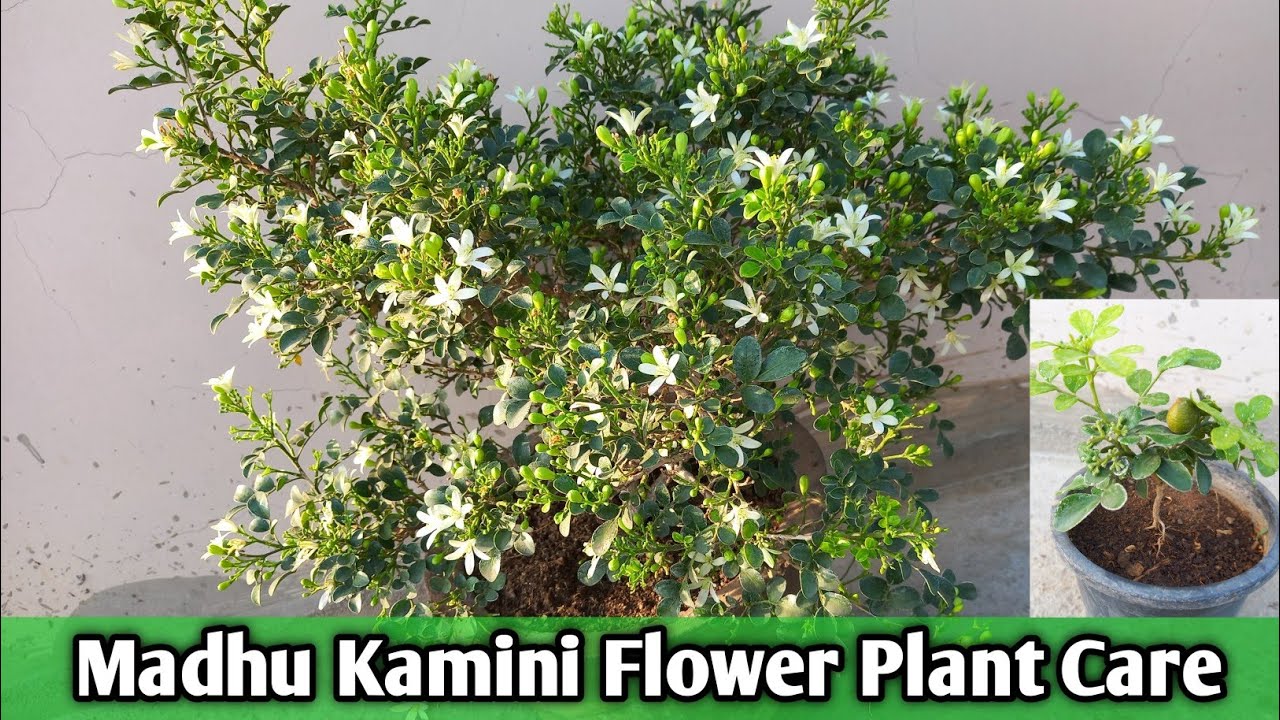 Madhu kamini Flower plant की Care कैसे करें ? Summer Care of Madhu