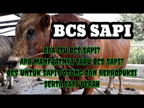 Video: Apakah BCS merupakan badan profesional?