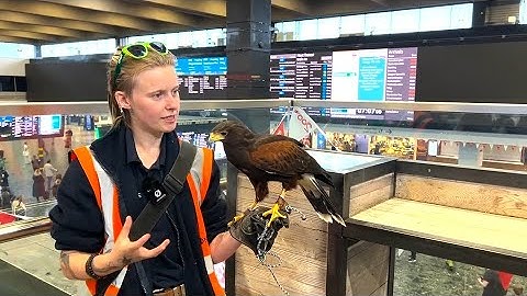 Keeping London Euston station clean with the help of Oscar