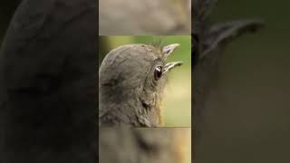 Awesome mimicking by LYREBIRDS | Weirdest Birds | #amazing #birds | #savebirds