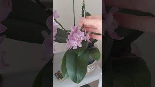 Orkideleri̇mi̇n En Güncel Halleri̇?