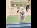 お迎えを待つポメラニアンがママに気づいた瞬間 #pomeranian #ポメラニアン