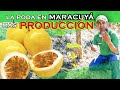 PODA DE FORMACION PARTE 1  MARACUYA