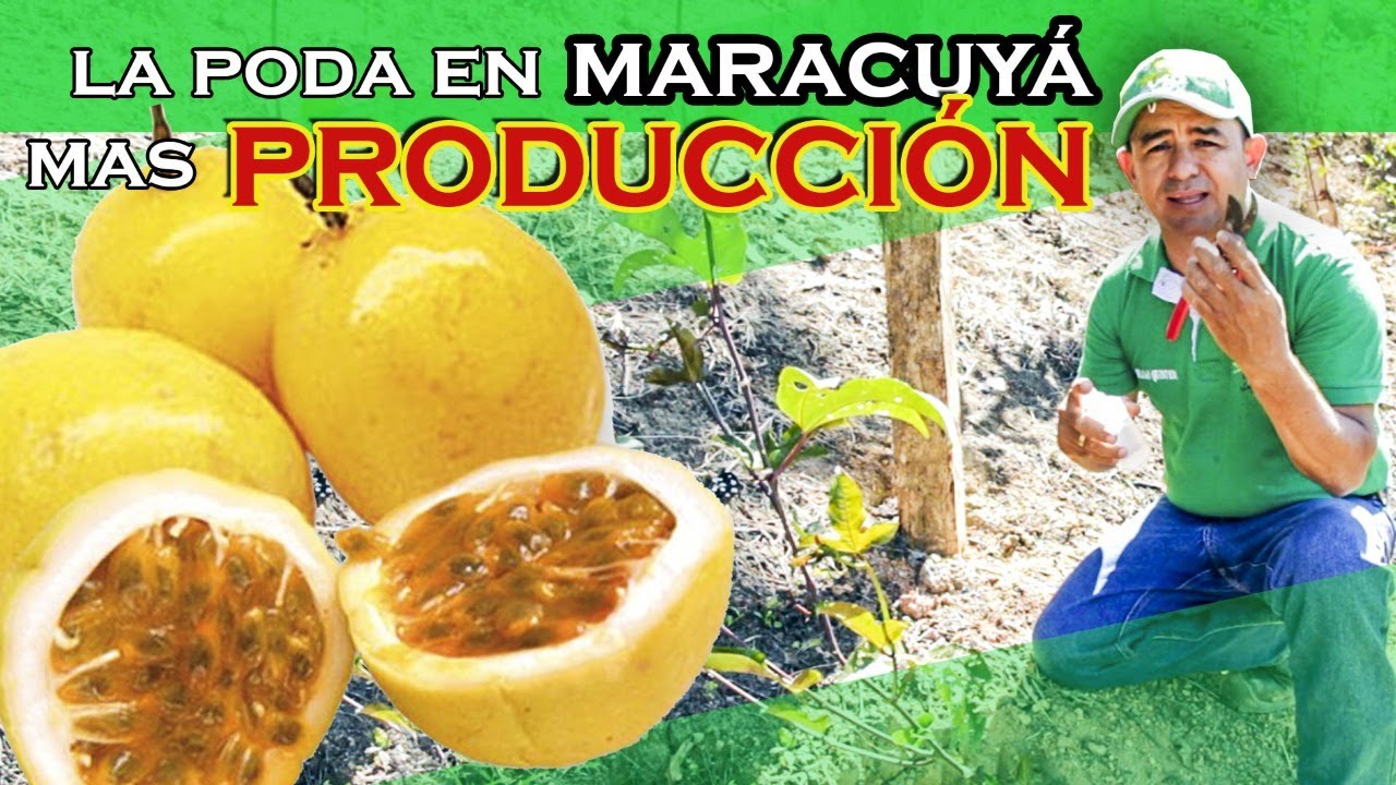 PODA DE FORMACION PARTE 1  MARACUYA