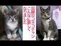 因縁のスーパーコネコチャン、さらなる因縁を呼ぶ　The fateful kitten's story