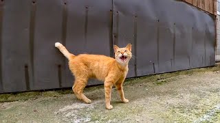 興味あるけどまだ怖い。ジワジワ逃げる野良猫がカワイイ
