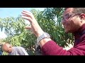 الرش الوقائى والعلاجى قبل وأثناء تذهير اشجار المانجو ومابعد العقد د السيد قاعود