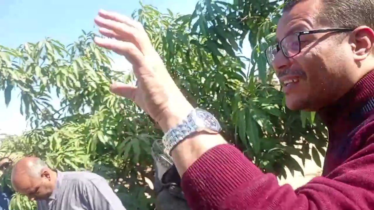 الرش الوقائى والعلاجى :  قبل وأثناء تذهير اشجار المانجو ومابعد العقد ؟ د/السيد قاعود