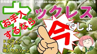 176【多肉植物】元気に育てたい！今やりたいネックレスのお手入れ！痛ん残念な子も復活！