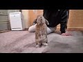 中には猫が入ってます (チャップ・ダンダンウー) Is this a cat?