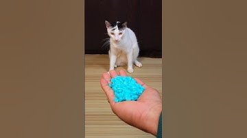 Funny Cat Barsik Beads ♦️♥️ Reverse Video #cat #reverse #funny