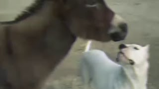 Dogo Argentino Playing With Donkey