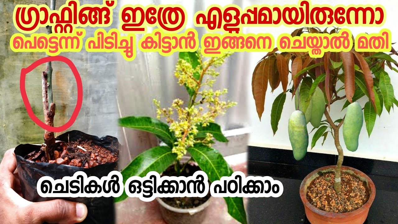 grafting വിജയിക്കാൻ ഇങ്ങനെ ചെയ്താൽ മതി|grafting in malayalam|budding in malayalam|maavu grafting