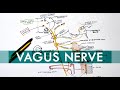 Vagus nerve  cranial nerve x  head  neck anatomy tutorial