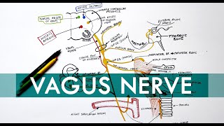 Vagus Nerve | Cranial nerve X - Head & Neck Anatomy Tutorial