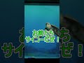 「クラッシュ」の名前の由来がやばい【タートルトーク】東京ディズニーシー#Shorts