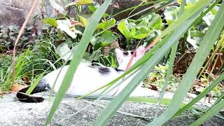 Summer breeze makes me feel fine (blowing through the lemongrass in my mind) #cat #catlover by Ze Cabreira's Journal 46 views 3 weeks ago 1 minute, 31 seconds