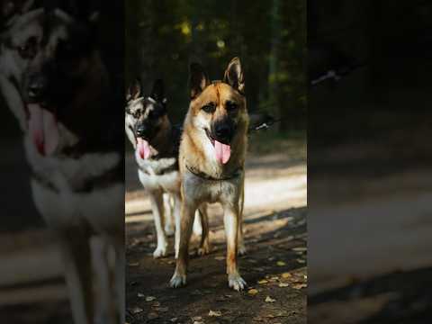 Видео: 11 пород собак, как немецкая овчарка