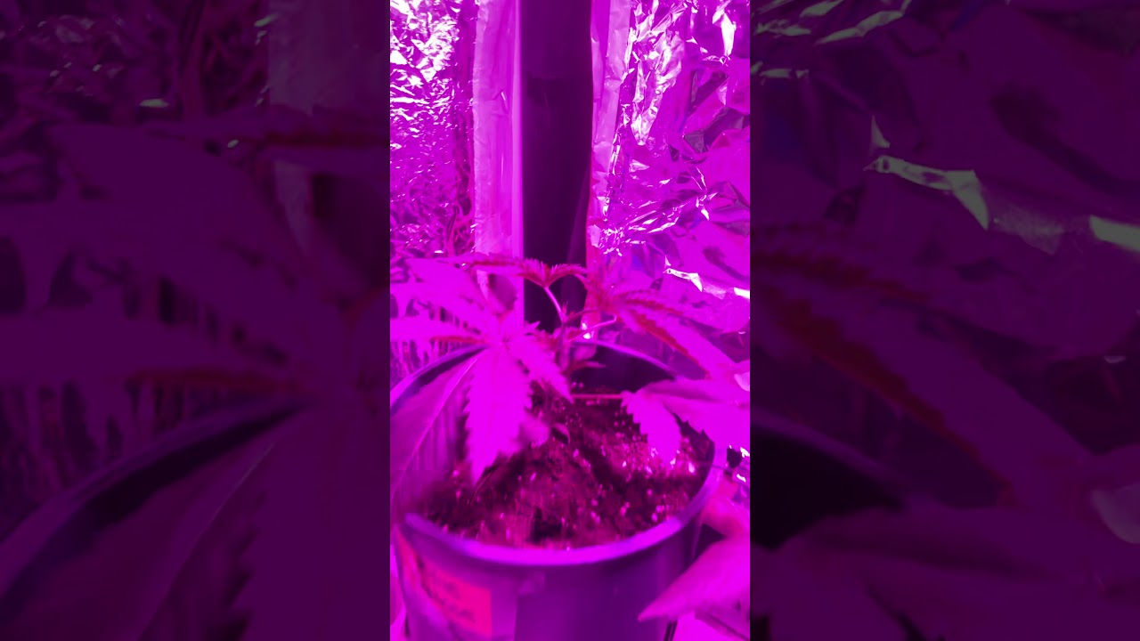 Seguimiento de blue chesse / Lemon shining silver haze / white whidow automática royal queens seed