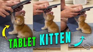 Kitten Want to Be Included as Owner Plays on Tablet
