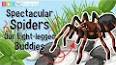 The Fascinating World of Arachnids ile ilgili video