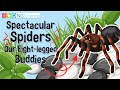 Understanding Spiders and Their Role