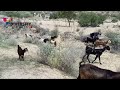 Goat of thar struggle for food  goat in desert  diversity of thar