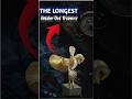 Unlock the Mystery: The Search for the Golden owl 🦉😮.#GoldenOwlTreasure #TreasureHunt #viralvideo