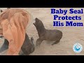 Baby Seal PROTECTS His Mom