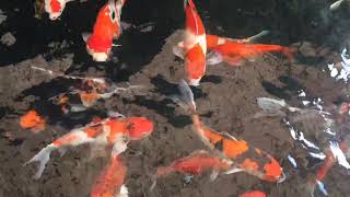 Relaxing Music with Koi Fish screenshot 2