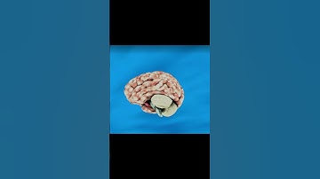 Debunking the 10% Brain Myth: What You Really Use #brainmyth #10percentmyth #trendingnow #subscribe