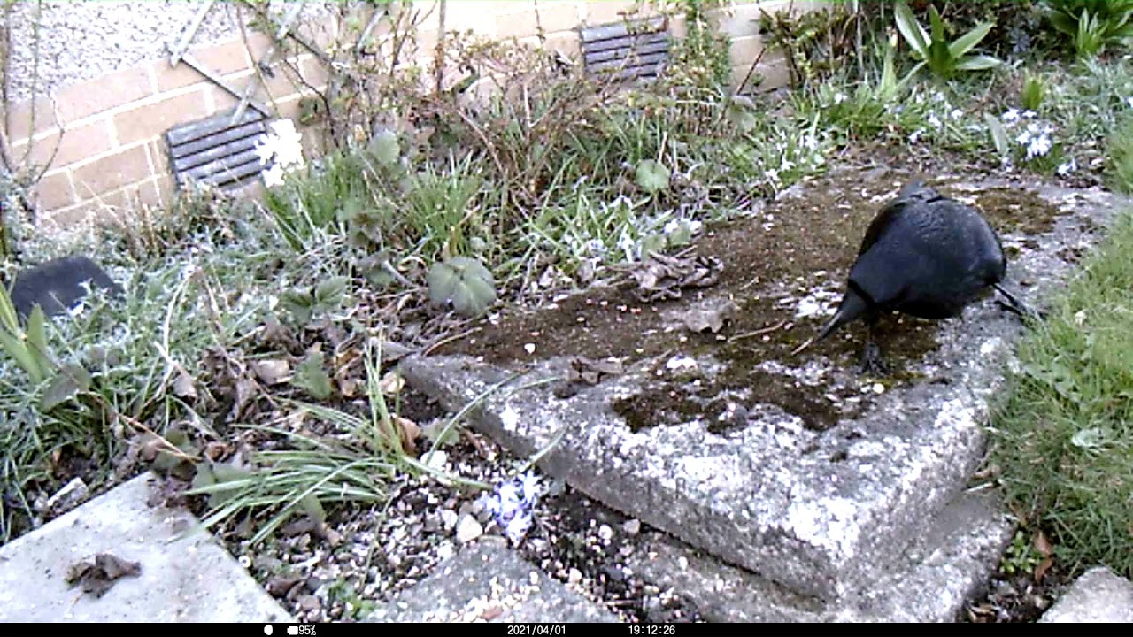 Victure HC100 daytime video test