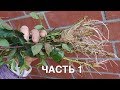 Как укоренить практически всё без корневого гормона.Часть 1.