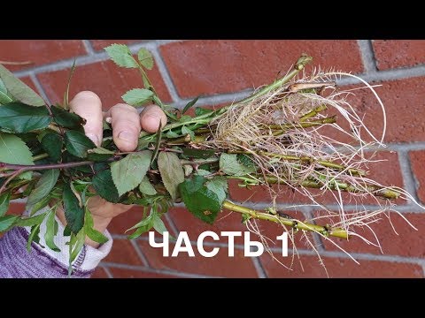 Video: Kako gojiti koren zelene
