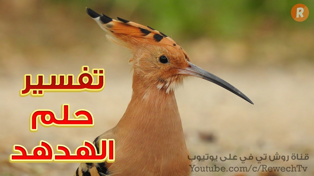 تفسير حلم الهدهد ما معنى رؤية الهدهد في الحلم؟ سلسلة تفسير الأحلام