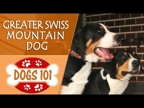 Dogs 101 - GREATER SWISS MOUNTAIN DOG - Top Dog Facts About the GREATER SWISS MOUNTAIN DOG