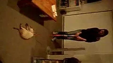 Video 1483401: tonkinese kitten