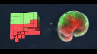 How do you build biological machines and biobots from living cells?