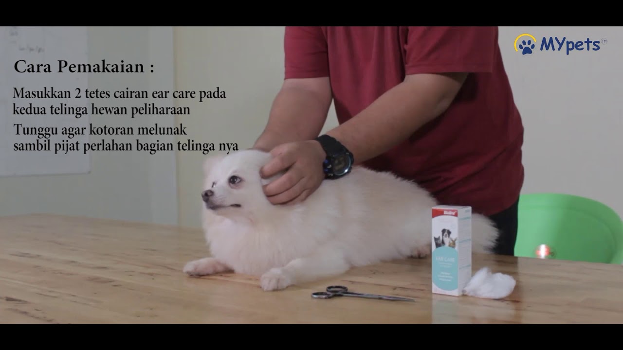 Cara Pemakaian Obat Pembersih Telinga Hewan || Bioline Ear Care 