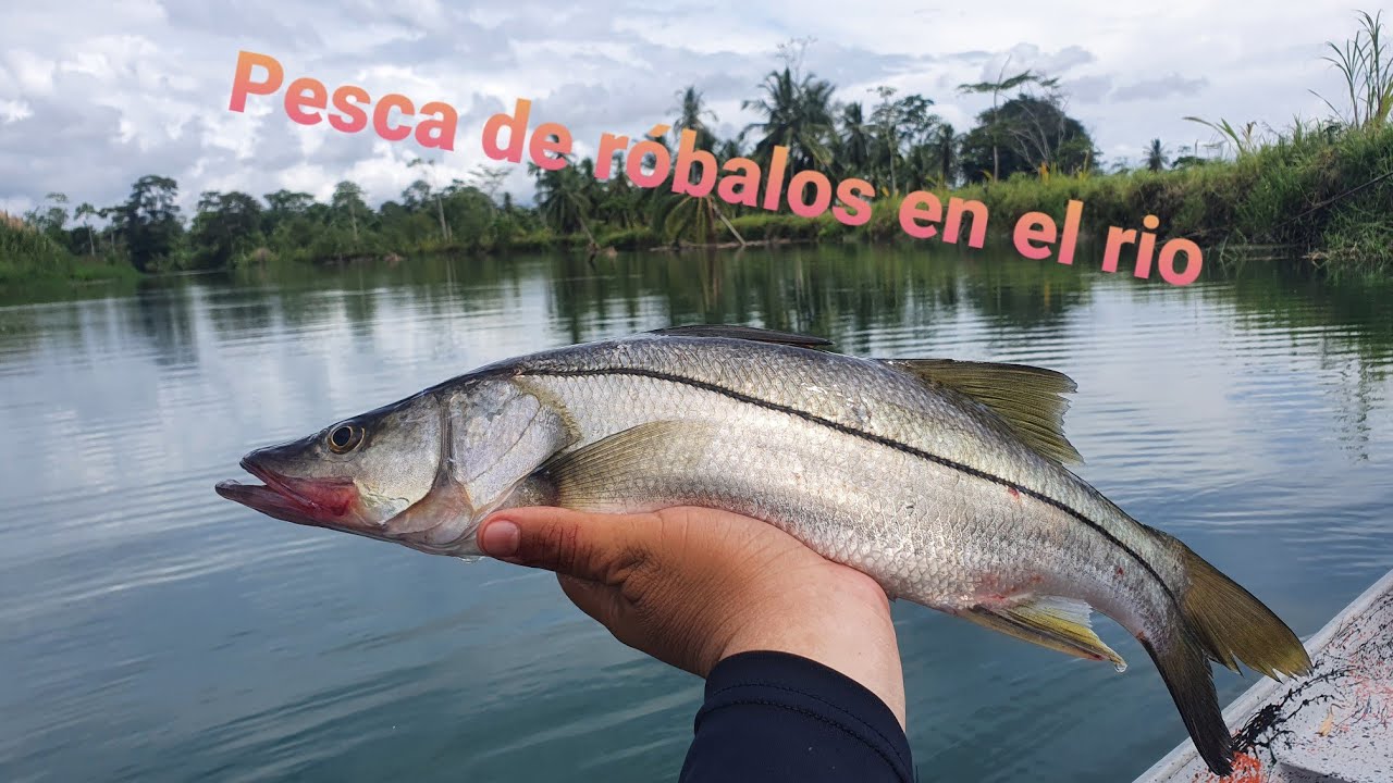Costa Rica Robalo Pesca de robalo en ríos de Costa Rica🦾😎 - YouTube