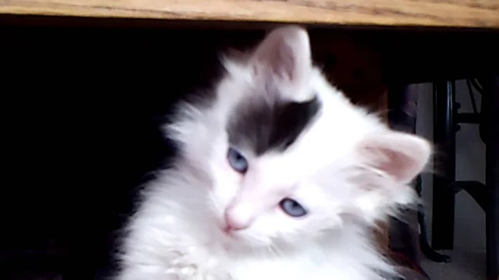 Watch the video about Black and White Blue-eyed Longhaired Japanese Bobtail Female Kitten