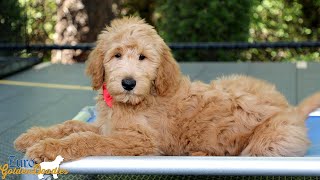 Clifford - Mr. Red - Nova/Chito Litter - For Sale Video by Euro Goldendoodles 32 views 2 days ago 2 minutes, 55 seconds