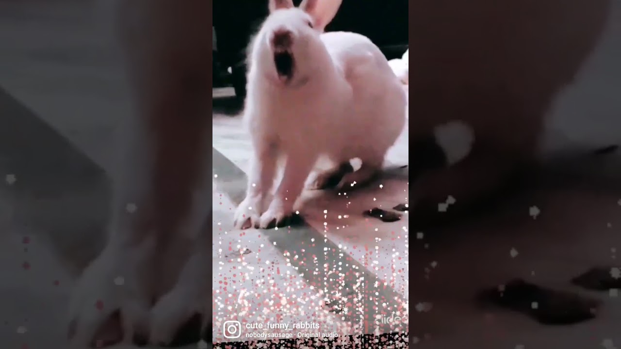 Crying Bunny ❤❤🐰